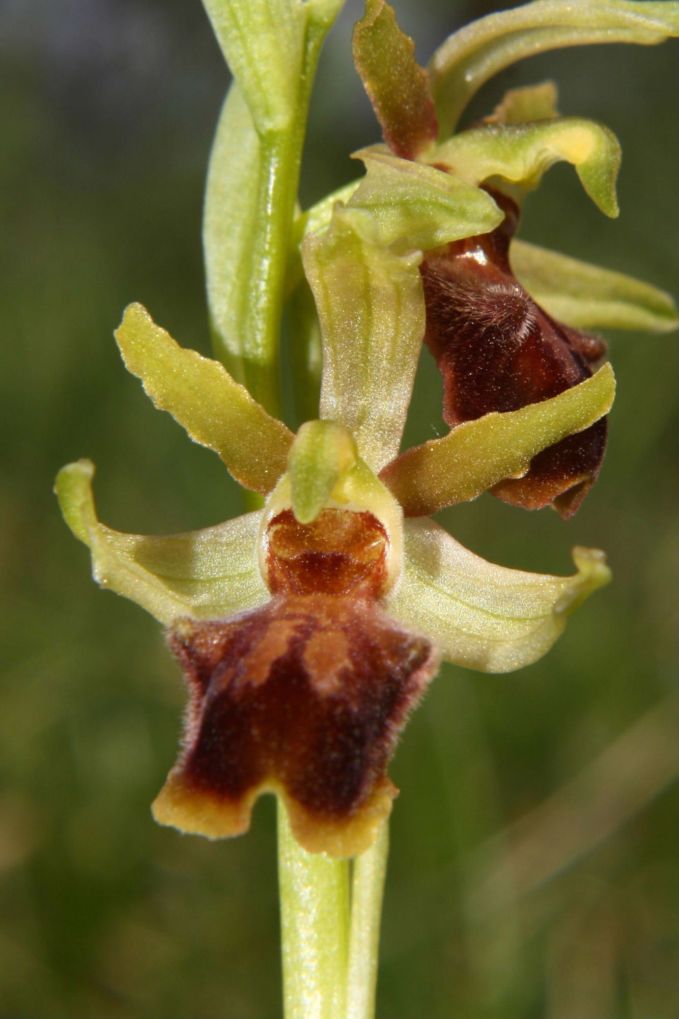 Ophrys sphegodes da determinare-1